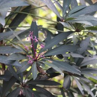 <i>Ardisia rothii</i>  A.DC.